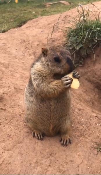 树下吃瓜土拨鼠图片搞笑,土拨鼠搞笑吃瓜瞬间