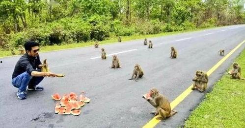 印度猴子吃瓜照,夏日街头一景引网友热议