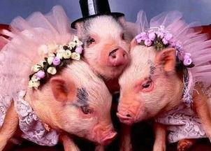 喂猪吃瓜特效视频,揭秘喂猪吃瓜的神奇特效