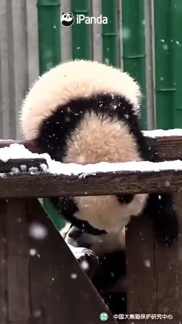 熊猫吃瓜摔骨折,引发动物保护关注