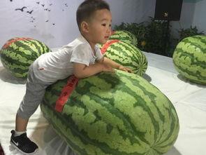 418吃瓜事件,揭秘网络舆论狂欢背后的真相