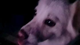 吃瓜讨论声音,揭秘网络吃瓜文化的魅力与争议