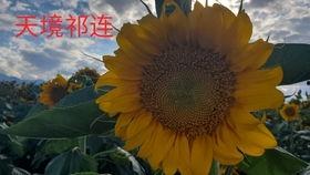 热门大漠吃瓜,揭秘热门大漠吃瓜背后的故事