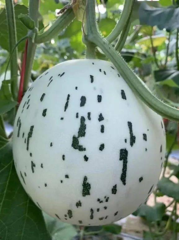 没长成的瓜怎么吃,未熟瓜果的创意食用攻略