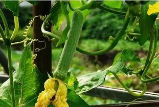 皇寺吃瓜,揭秘吃瓜群众的狂欢盛宴