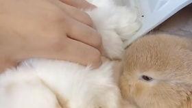 兔子直播间吃瓜,吃瓜群众的欢乐盛宴