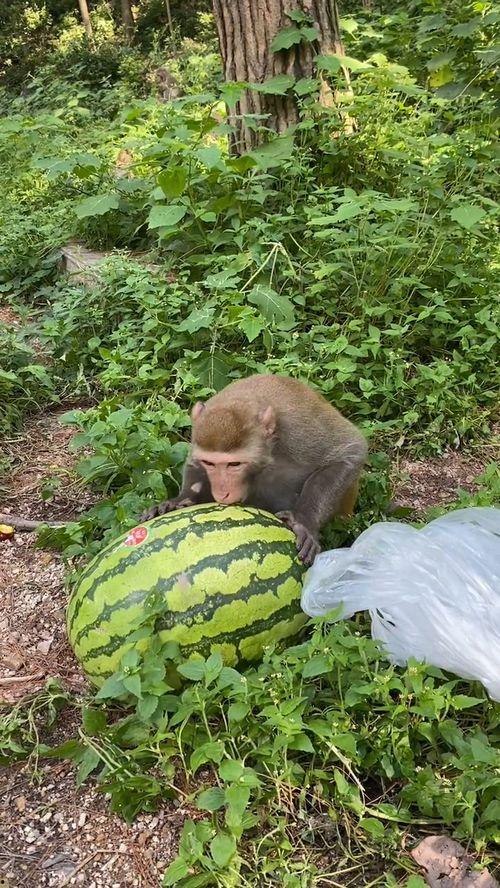 猴子怎样吃瓜,自然界的欢乐食相