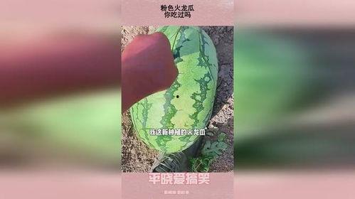 吃瓜粉红,揭秘网络时代的娱乐狂欢与情感共鸣