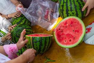 悠闲的吃瓜视频,尽享吃瓜乐趣